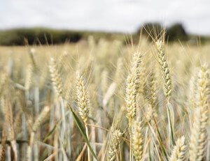 里尔主场击败对手，保持中游位置——团结与希望的胜利之夜